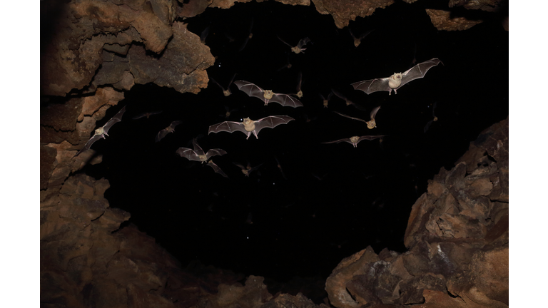 Bats flying in cave