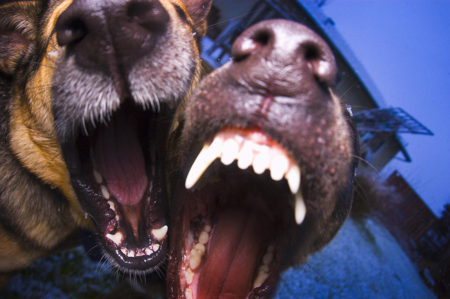 Dogs barking