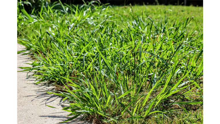 Lawn taken over by Crabgrass (Panicum virgatum) Weeds.