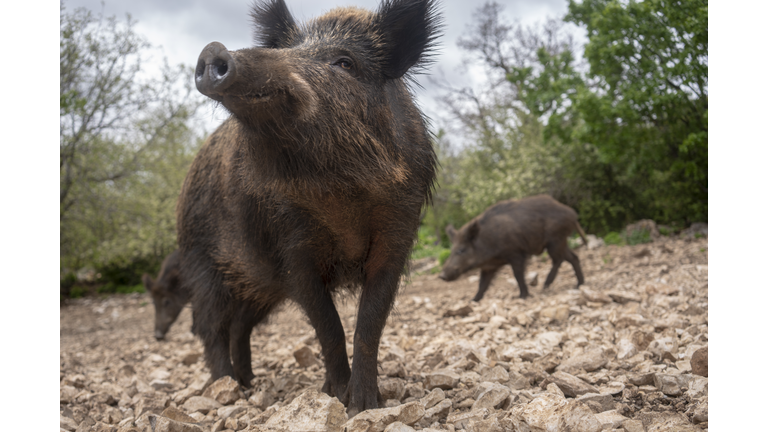 Wild boars in Provence