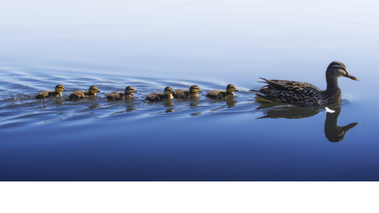 Panorama in Blue of Duckling Family Swim