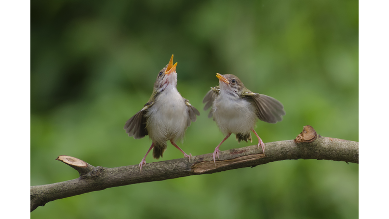 Two Bar-winged prinia birds on a branch, Banten, Indonesia
