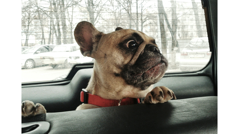 Close-Up Of French Bulldog In Car