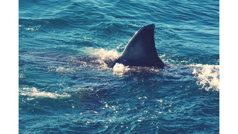 Great White Shark Swimming In Sea