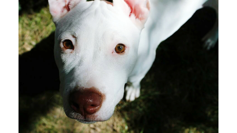 Close-Up Portrait Of White Dog