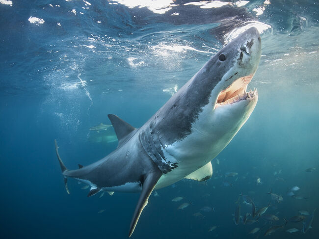 Great white shark with open jaws