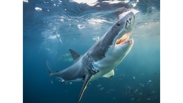 Great white shark with open jaws