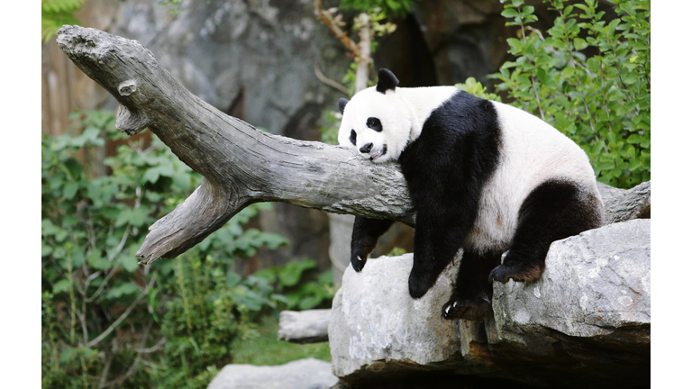 Panda Sleeping On Branch At Zoo