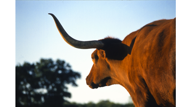 Firecracker, Texas Longhorn