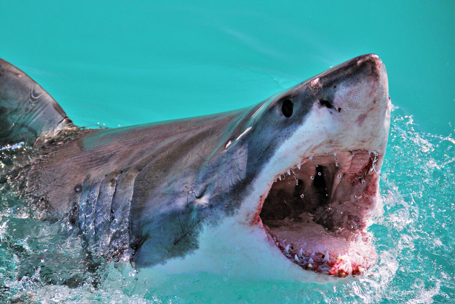 Close-Up Of Shark Swimming In Water
