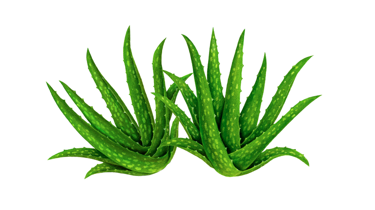 Herb Aloe Plants