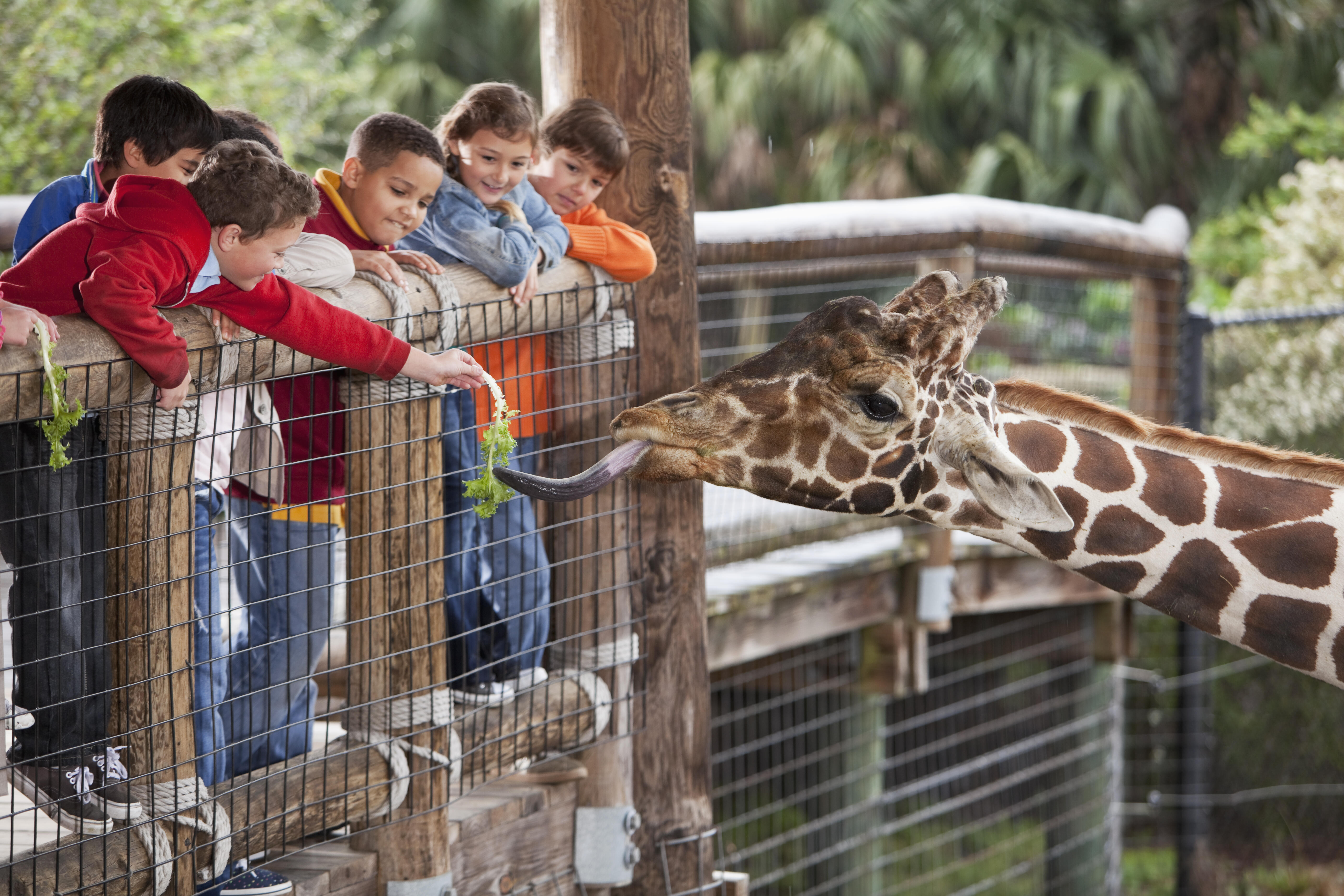 Last summer visited the zoo