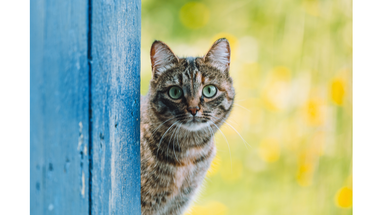 Tabby cat looking outside through an open blue rustic door