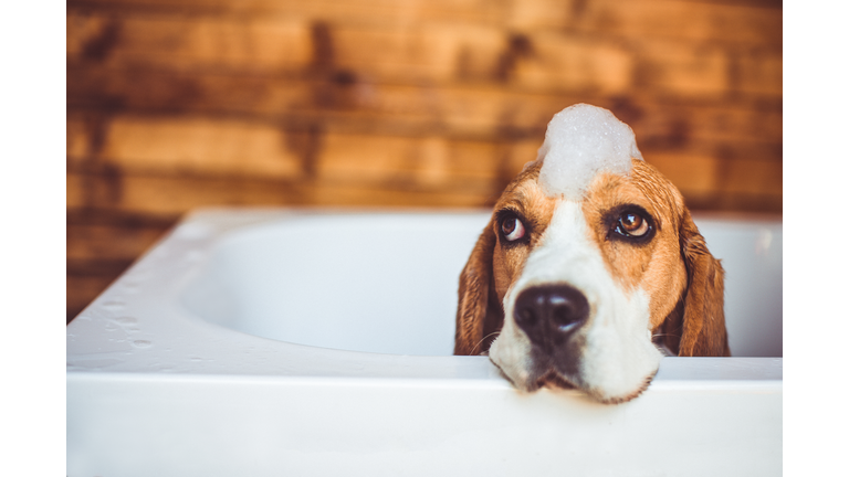 Beagle dog having a bath