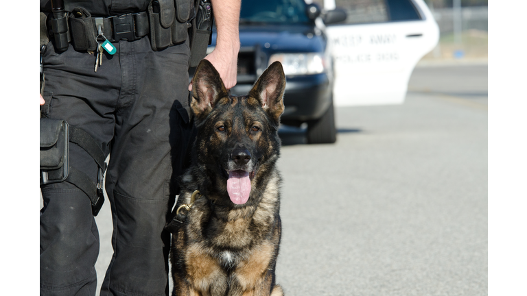 Police dog standing next to his handler