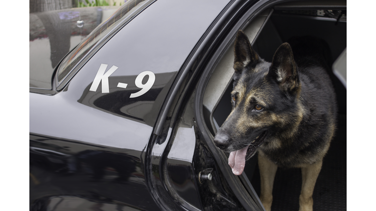 Police K-9 in Patrol Car