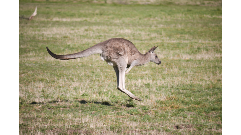 Side view of kangaroo on landscape
