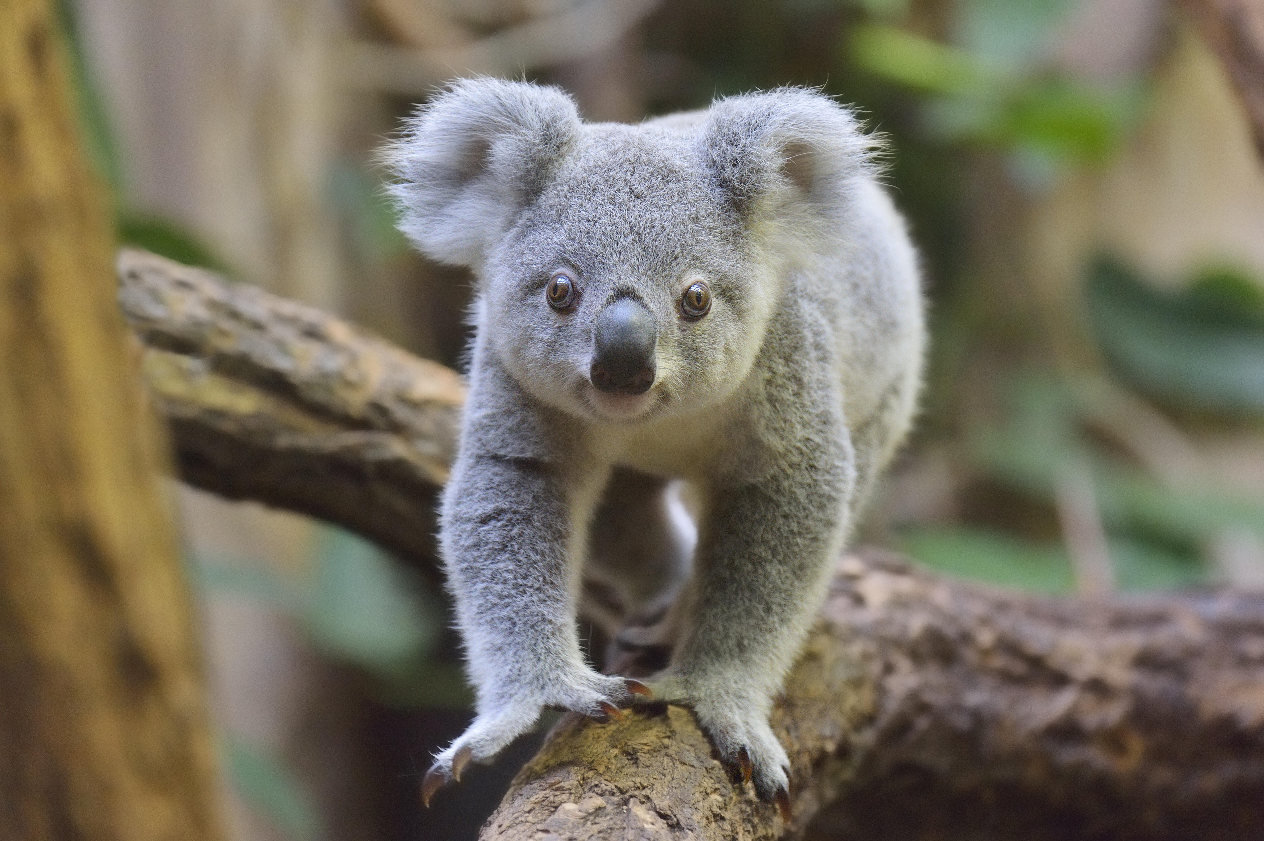 WATCH: Police Chase Koala Through Train Station | IHeart