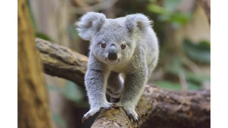 Koala, Phascolarctos cinereus