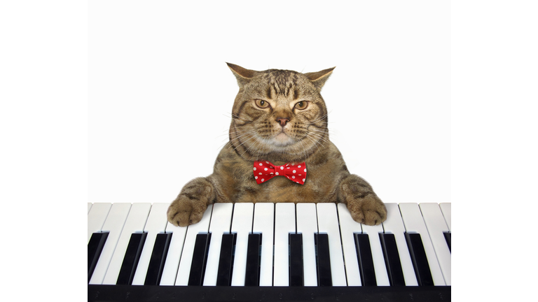 Cat plays the piano 2