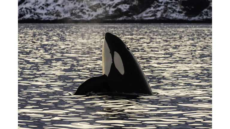 Male killer whale spyhopping in the early morning light, Kvaenangen fjord area, northern Norway.