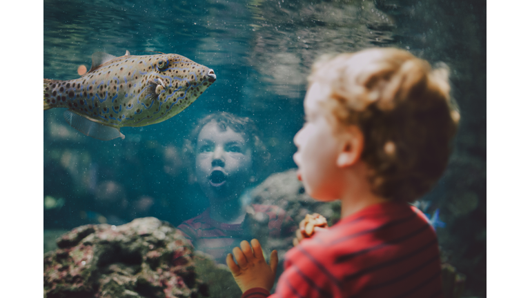 Young boy looking at fish in aquarium