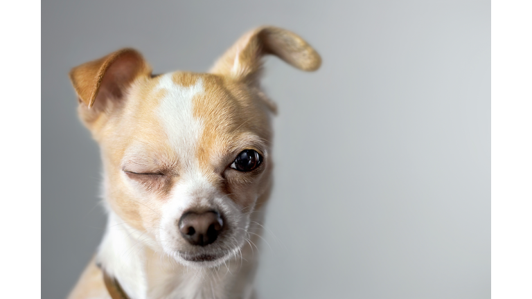 Winking Chihuahua