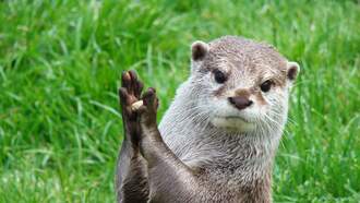 Splash Is The First Ever "Search & Rescue" Otter