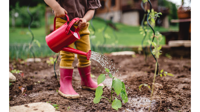 A midsection of portrait of cute small child outdoors gardening.