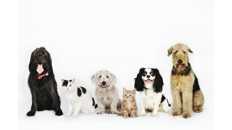 Portrait of cats and dogs sitting together