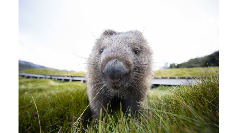 Close-up of a Wombat, Tasmania, Australia