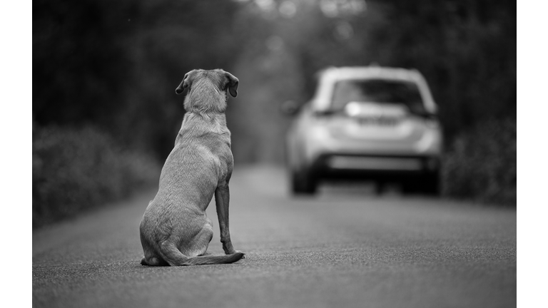 Labrador dog abandoned on the road, in the background leaving the car