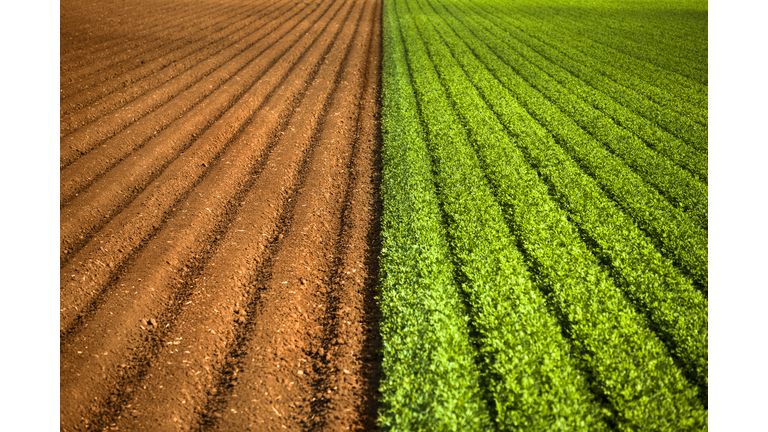 Crops grow on fertile farm land