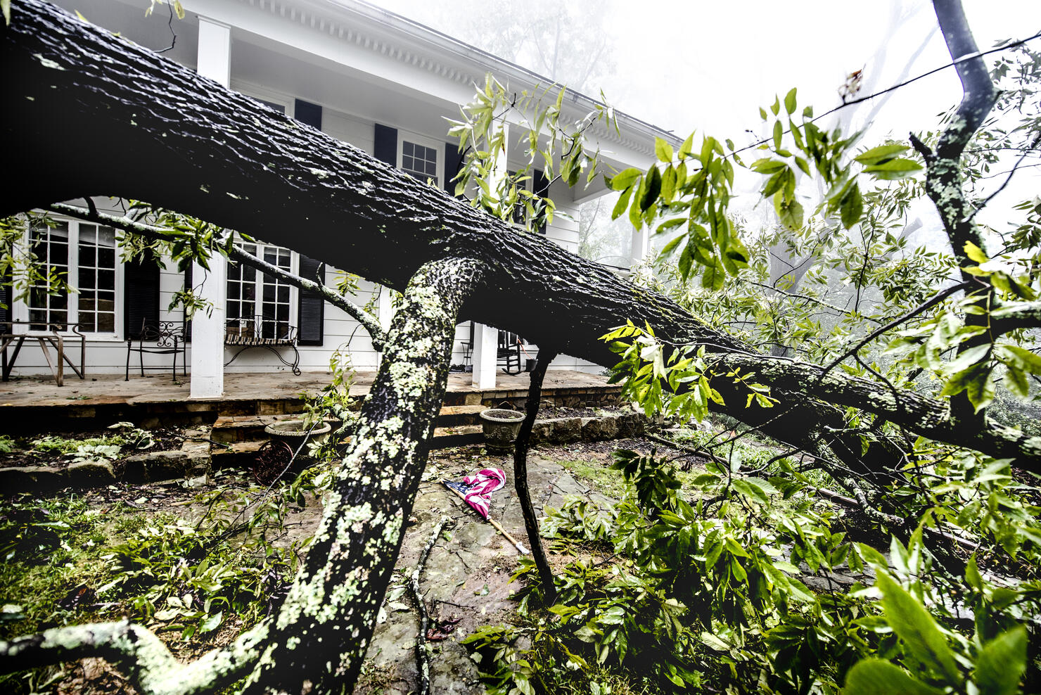 Fallen Tree after storm
