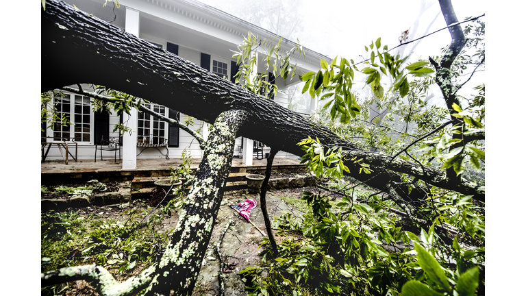 Fallen Tree after storm