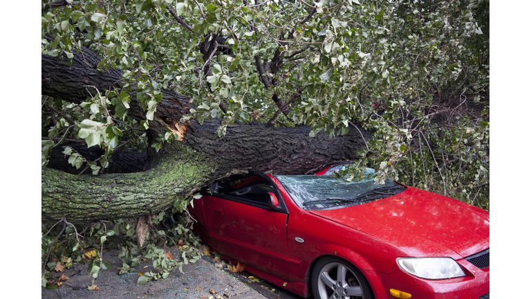 Car crushed by a tree