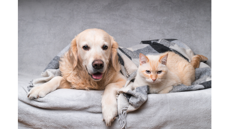 Happy young golden retriever dog and cute mixed breed ginger cat under cozy tartan plaid. Animals warms under black and white blanket in cold winter weather. Friendship of pets. Pets care concept.