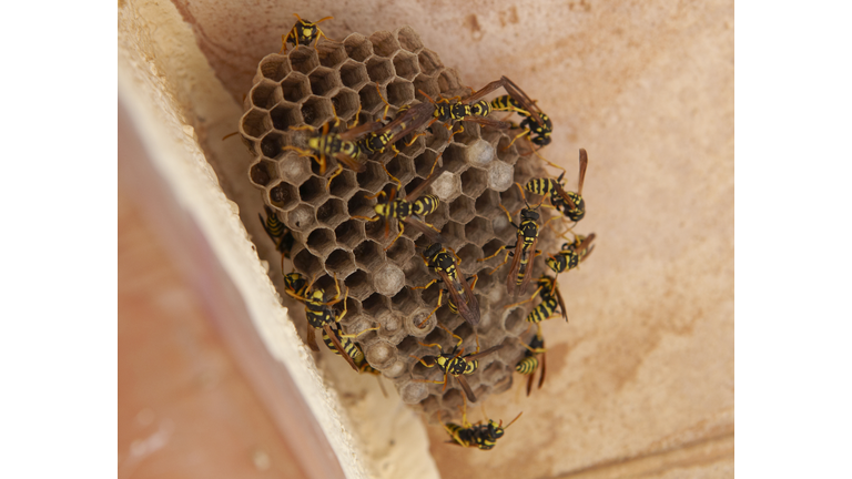 Wasp Nest