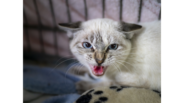 Aggressive Angry Kitten In Cage