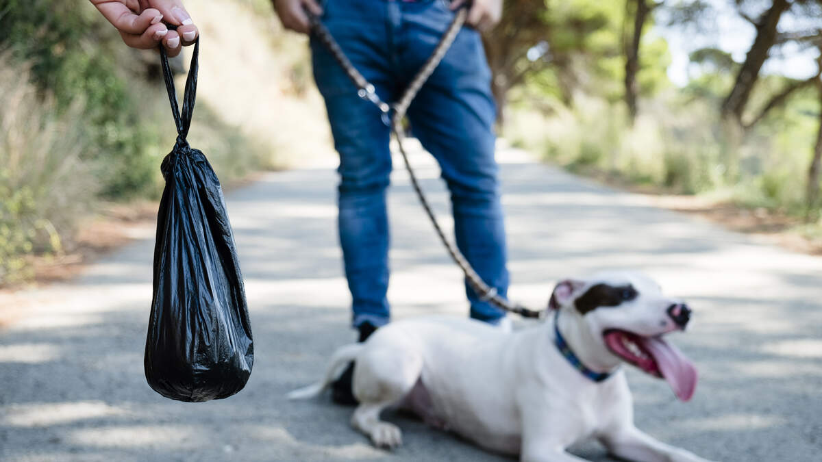 Gucci pet collection includes $7,500 dog bed, $460 poop bag holder