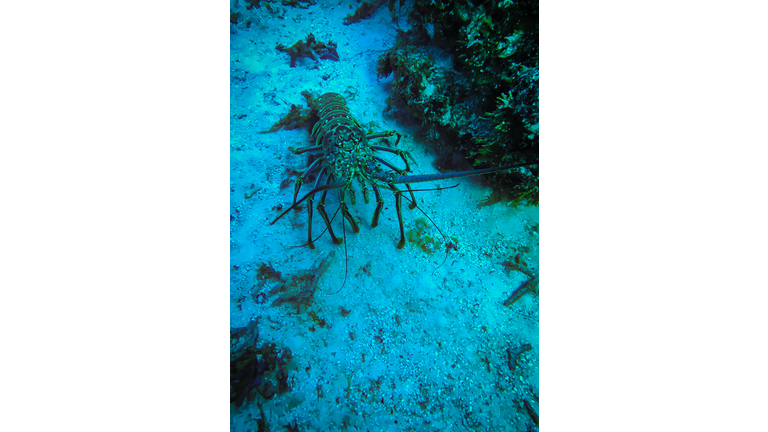 Lobster in Cozumel