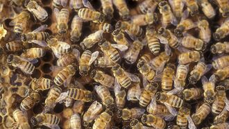 Africanized Bees, Animal Mutilations, & UFOs