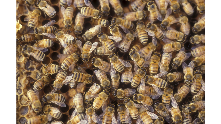 Worker bees on a honeycomb