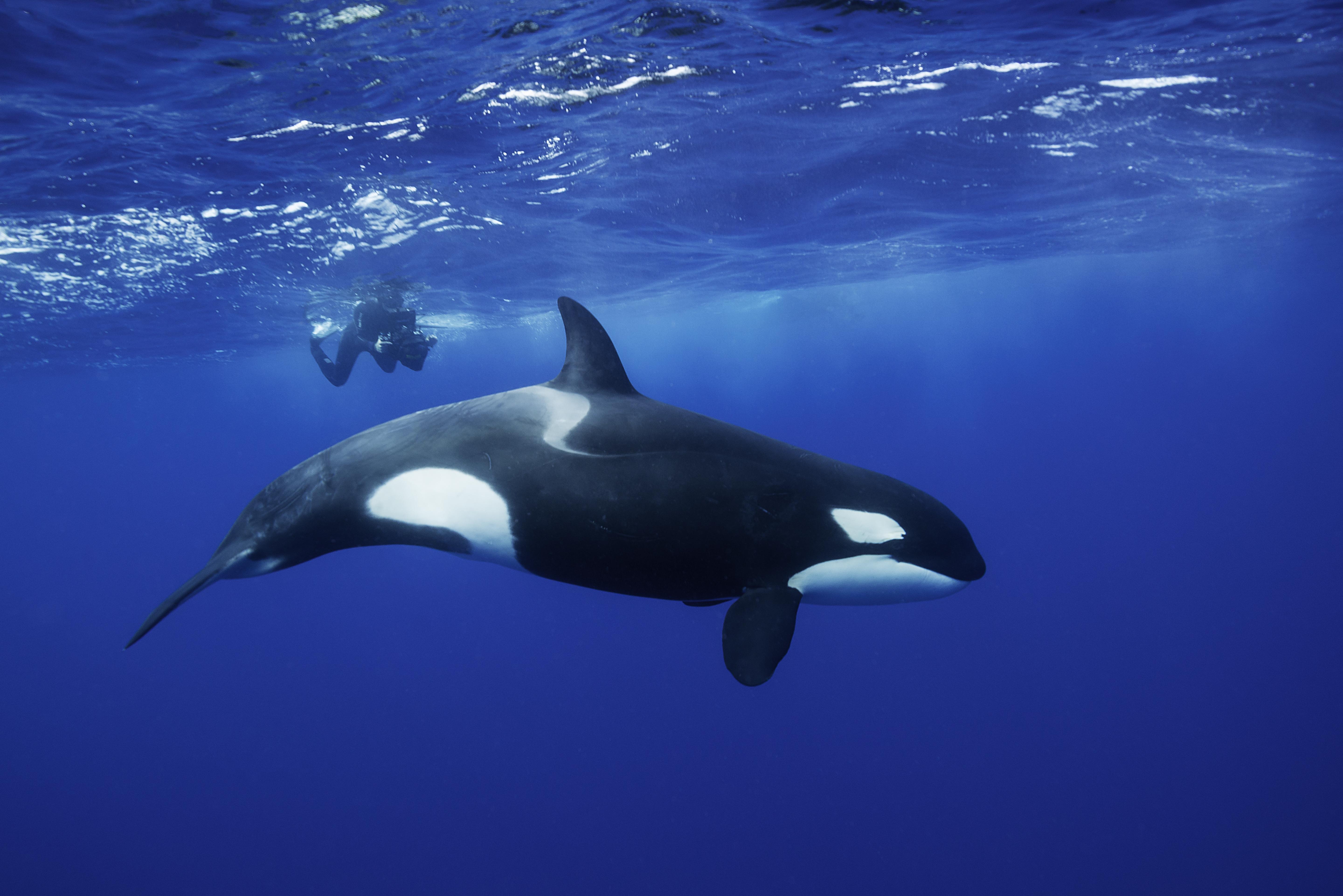 Orca Rips Rudder Off Of Boat | iHeart