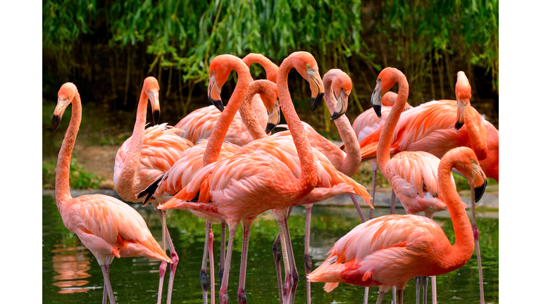 Group of red flamingos