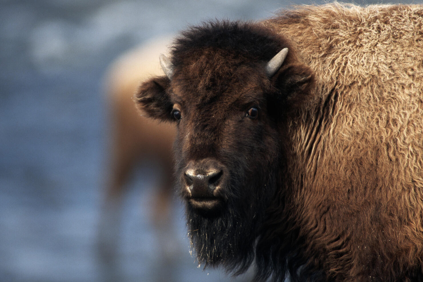 Face of an American Bison