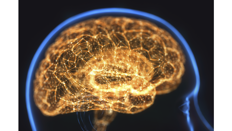 Human brain, illustration