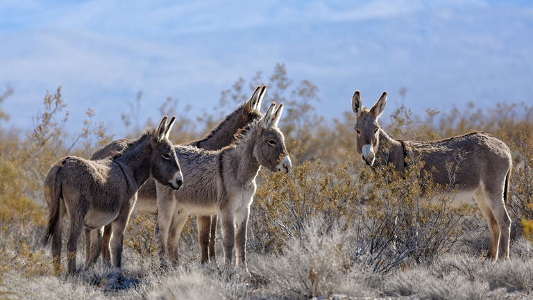 Wild Burros in the Desert