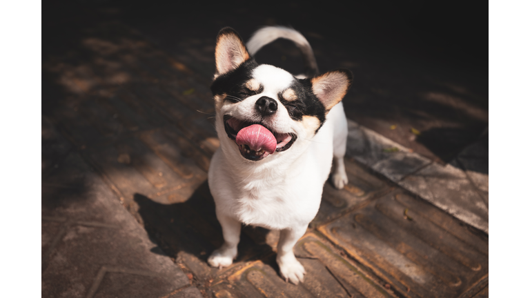 portrait of a cute little dog making a face in the street .