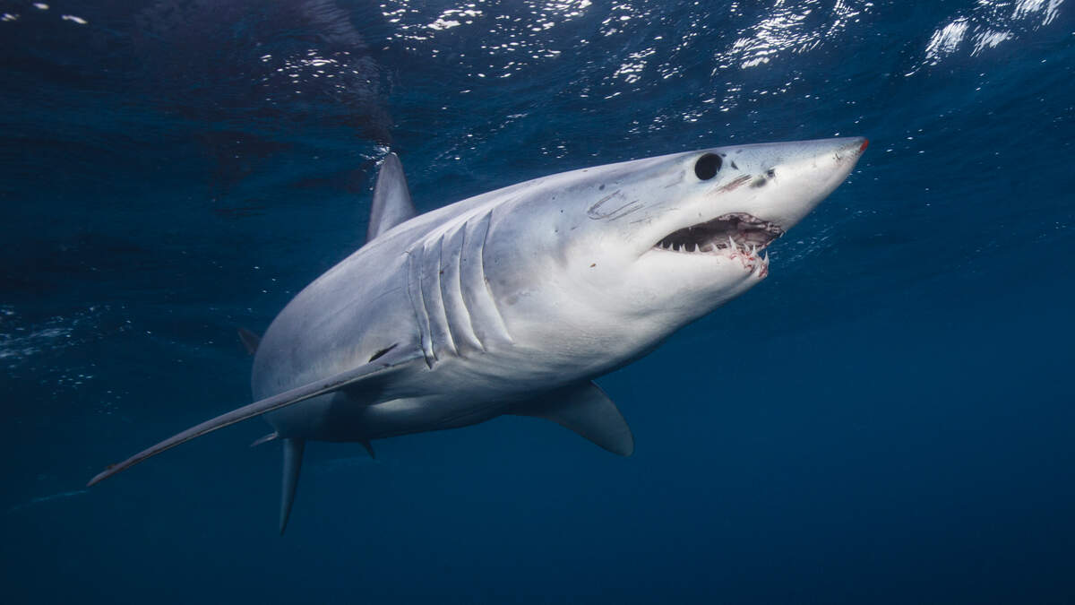 WATCH! A MAKO SHARK JUMPS INTO BOAT OFF THE COAST OF MAINE. 98.7 The